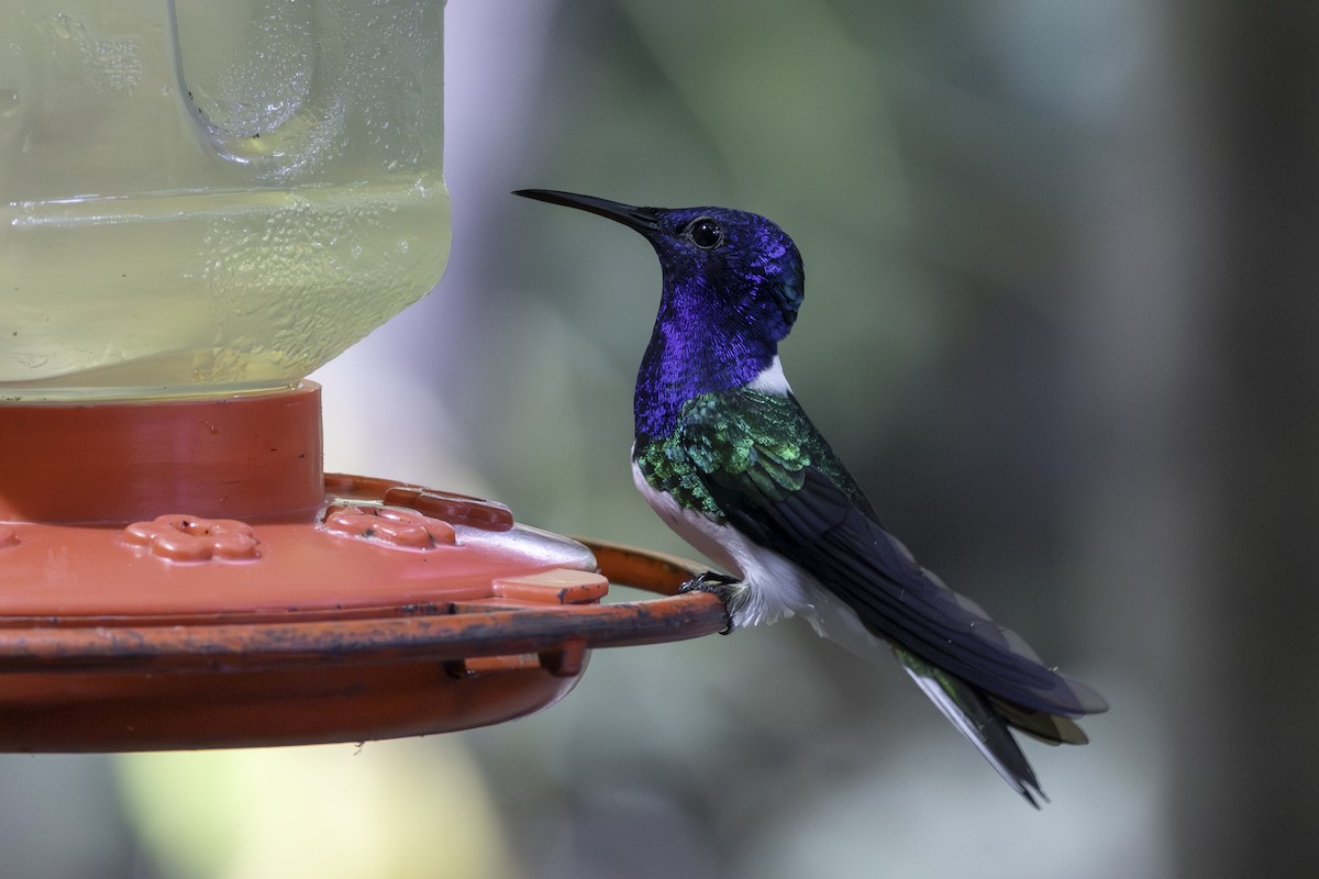 Colibrí Nuquiblanco - ML646821851