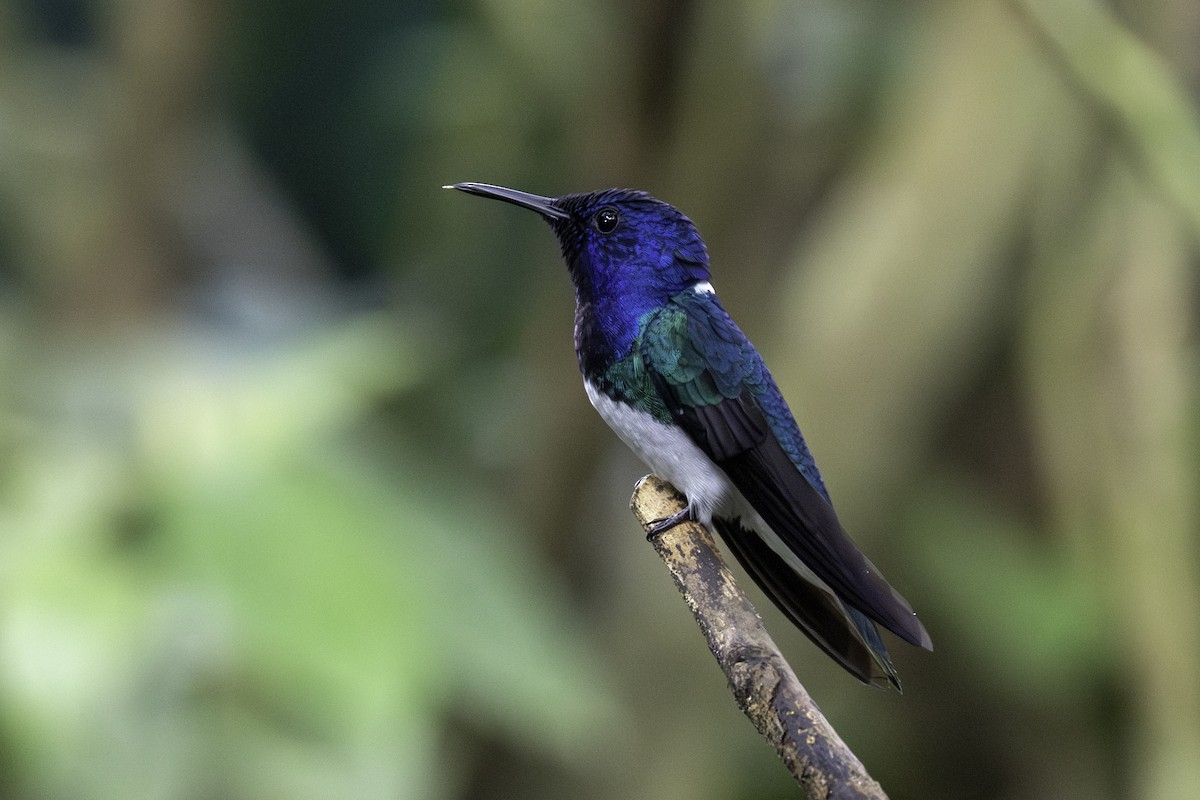Colibrí Nuquiblanco - ML646821852