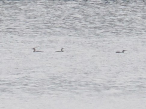 Pazifikoko aliota - ML646821853