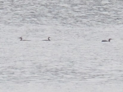 Pazifikoko aliota - ML646821854