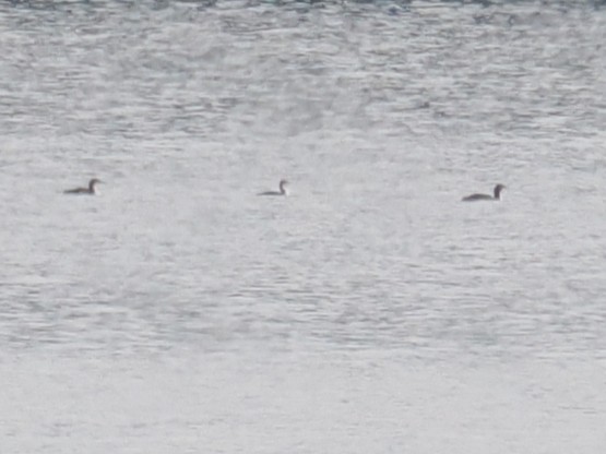 Pazifikoko aliota - ML646821855