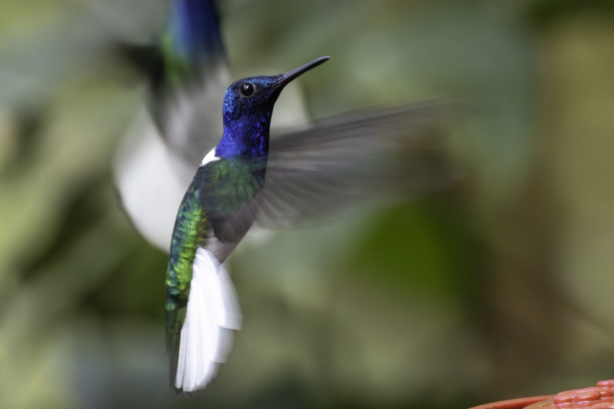 Colibrí Nuquiblanco - ML646821856