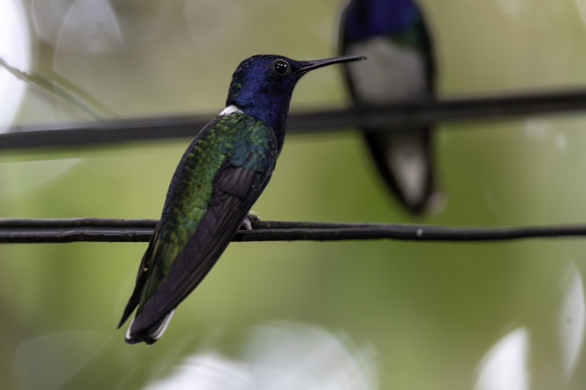 Colibrí Nuquiblanco - ML646821857