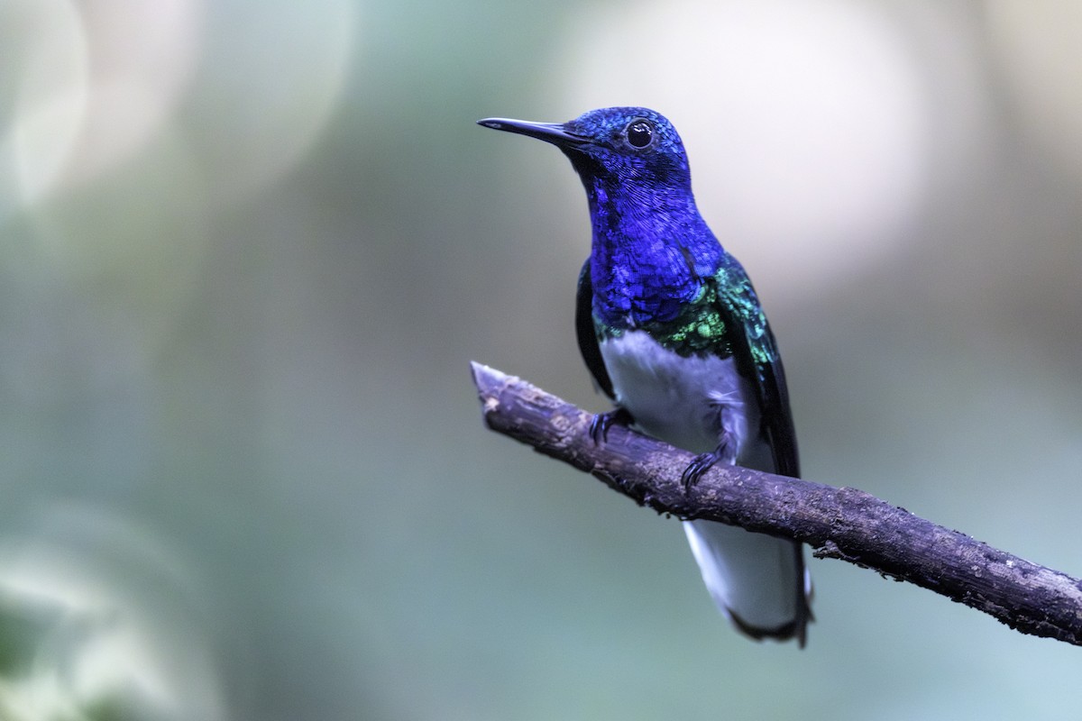 Colibrí Nuquiblanco - ML646821858
