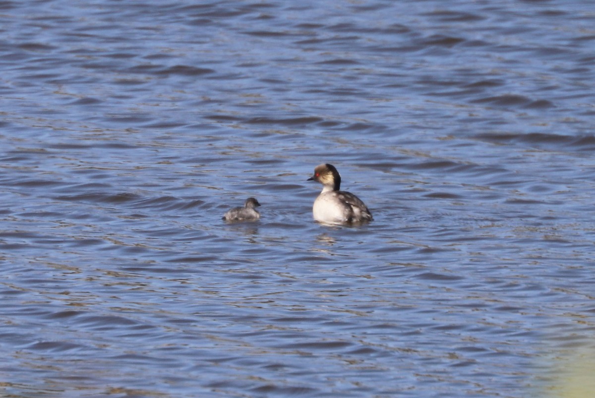 Zampullín Plateado - ML646821859