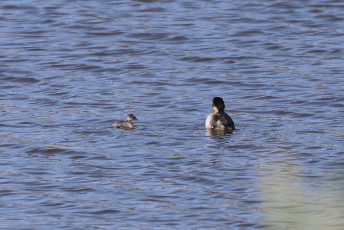 Zampullín Plateado - ML646821860