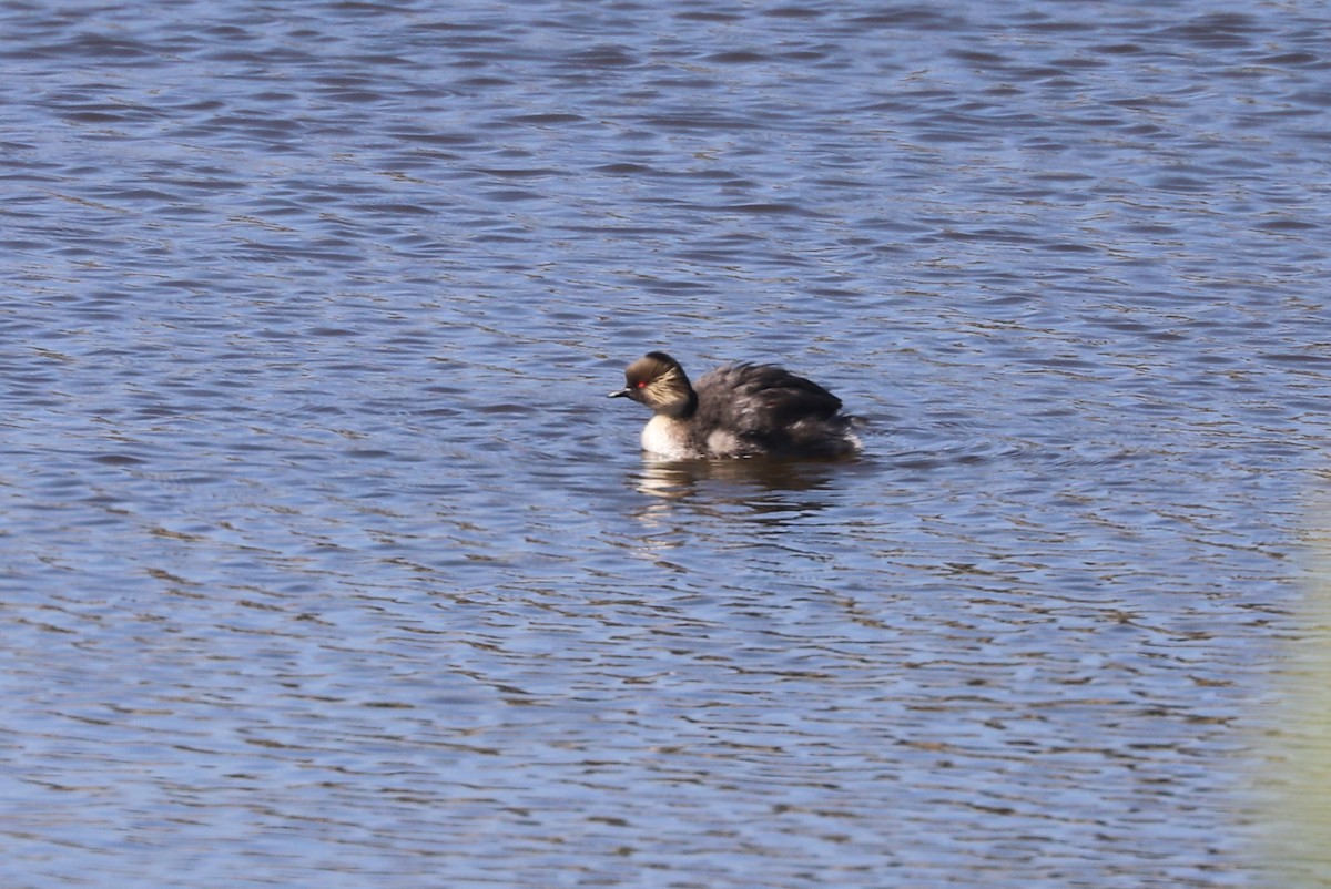 Zampullín Plateado - ML646821861