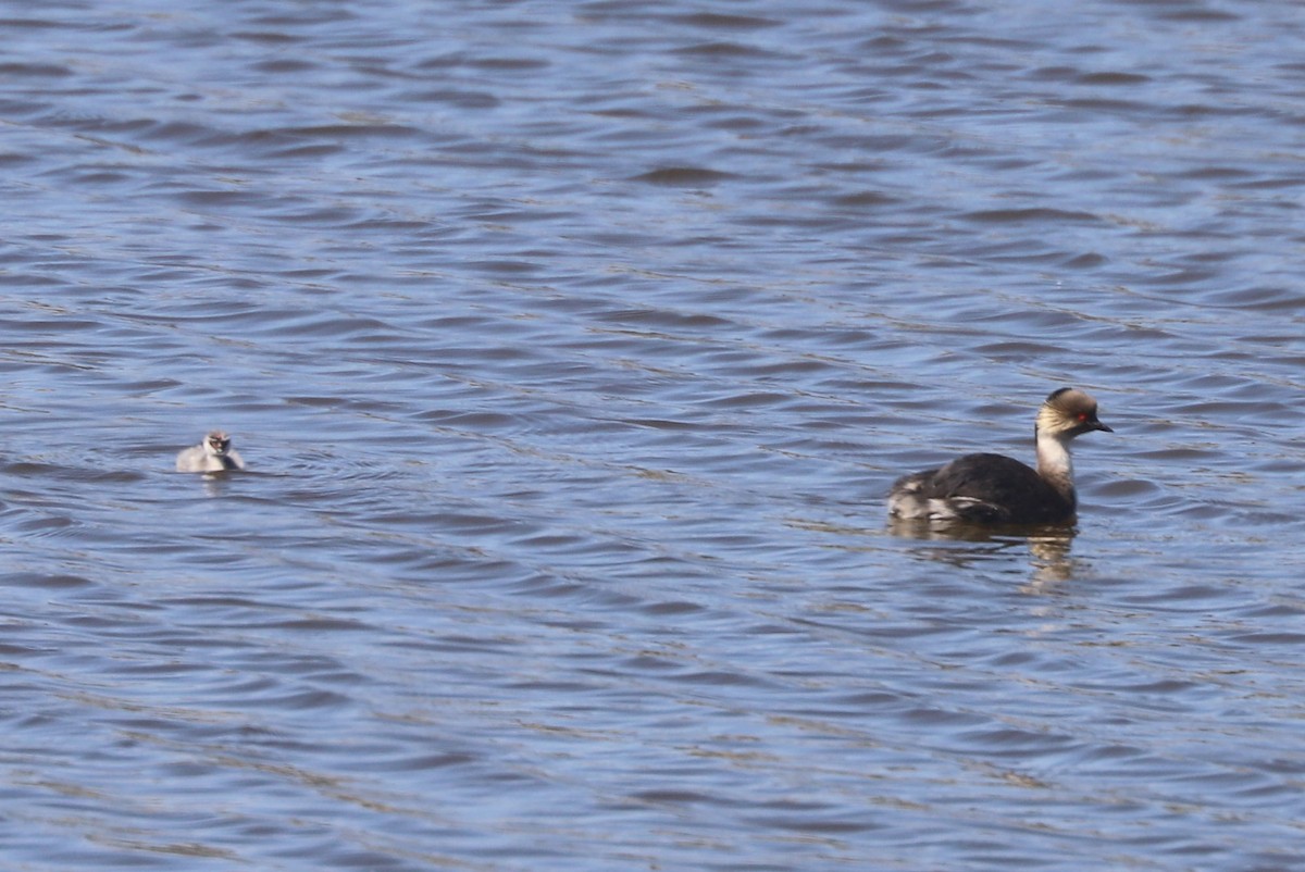 Zampullín Plateado - ML646821862