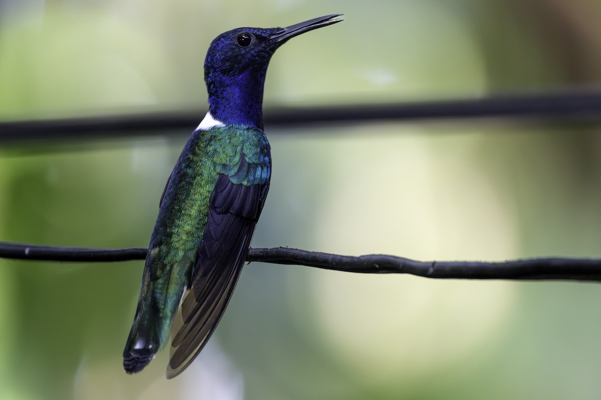 Colibrí Nuquiblanco - ML646821863
