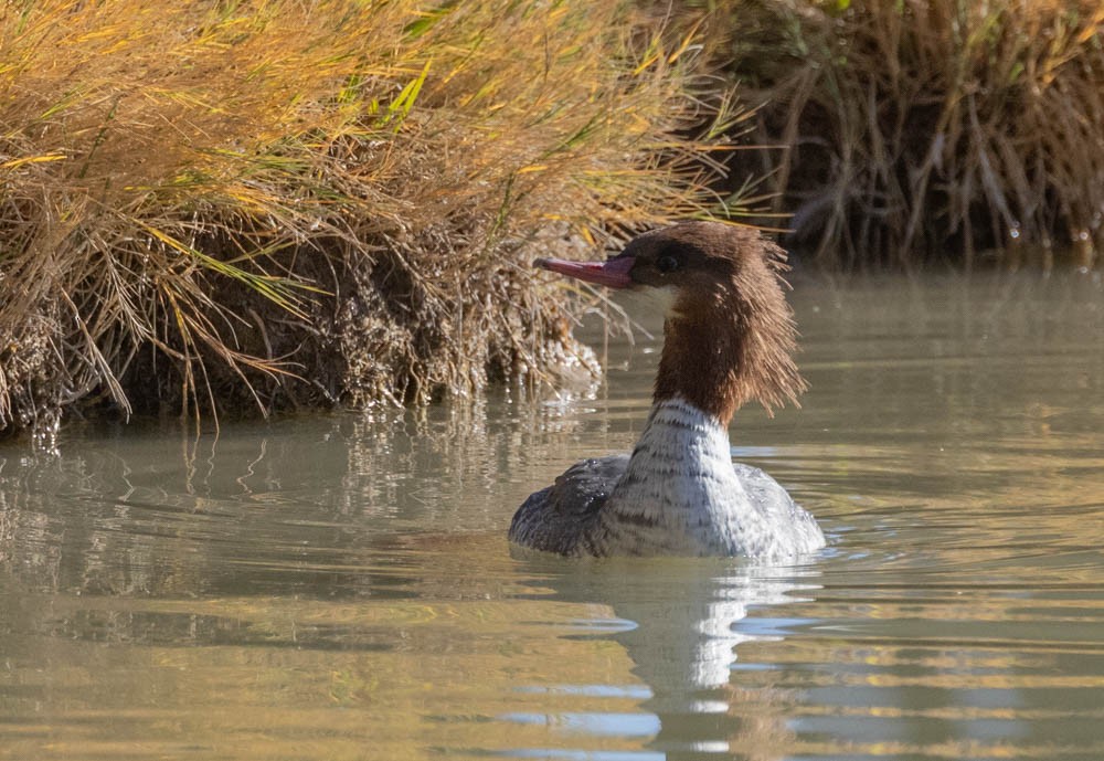 Common Merganser - ML646821864