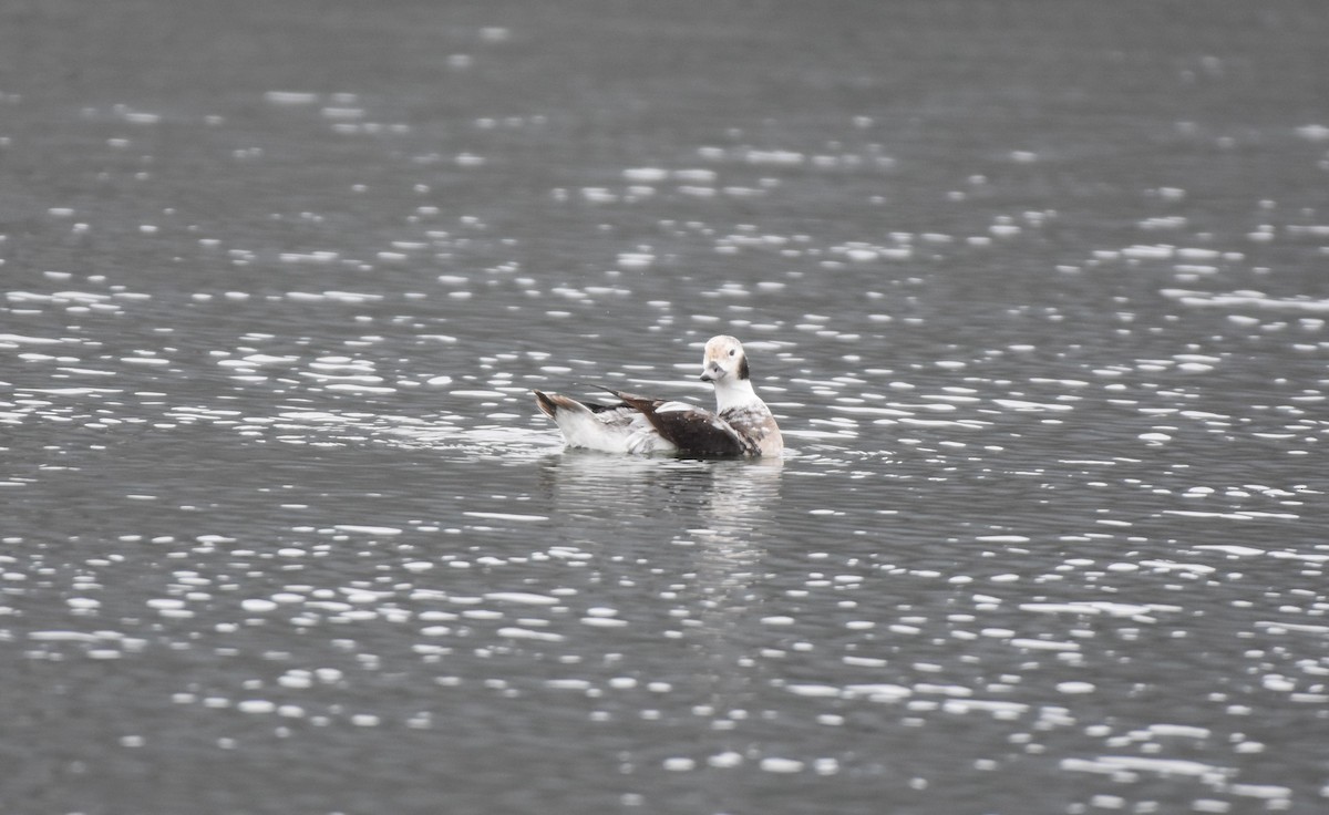 hoholka lední - ML646821865