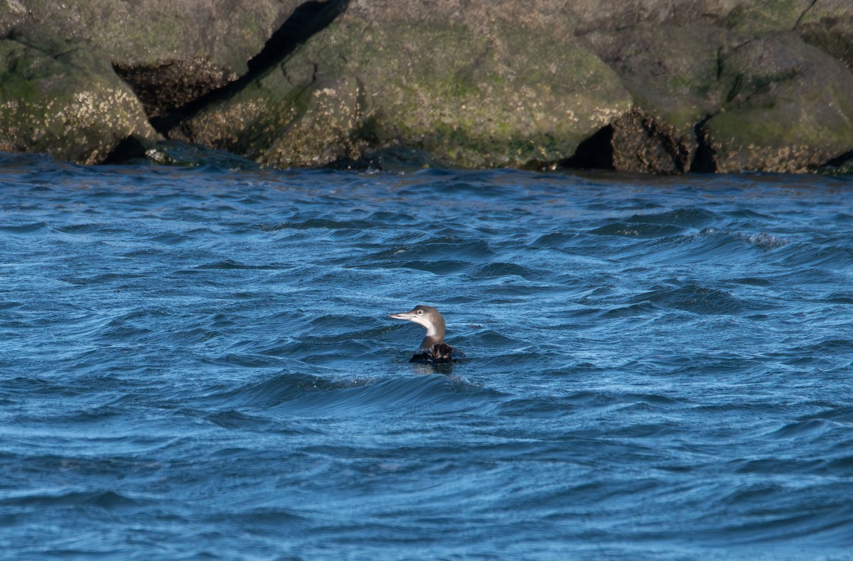 Colimbo Grande - ML646821866