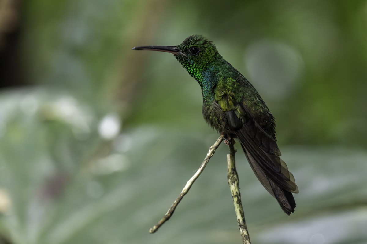 Colibrí Patirrojo - ML646821869