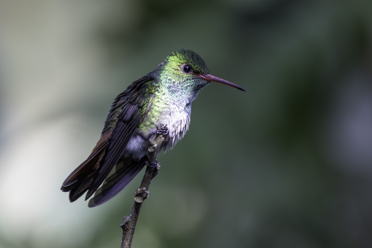 Amazilia Tzacatl - ML646821871