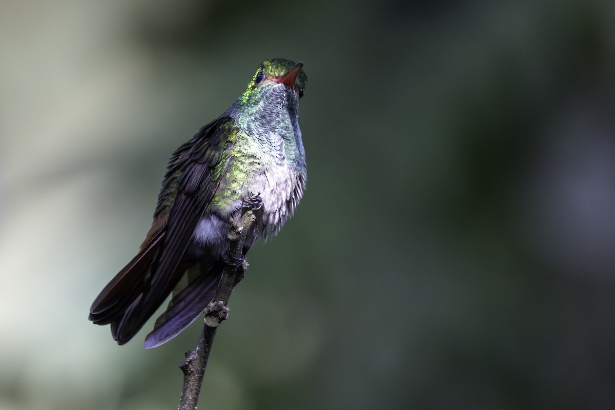 Amazilia Tzacatl - ML646821872