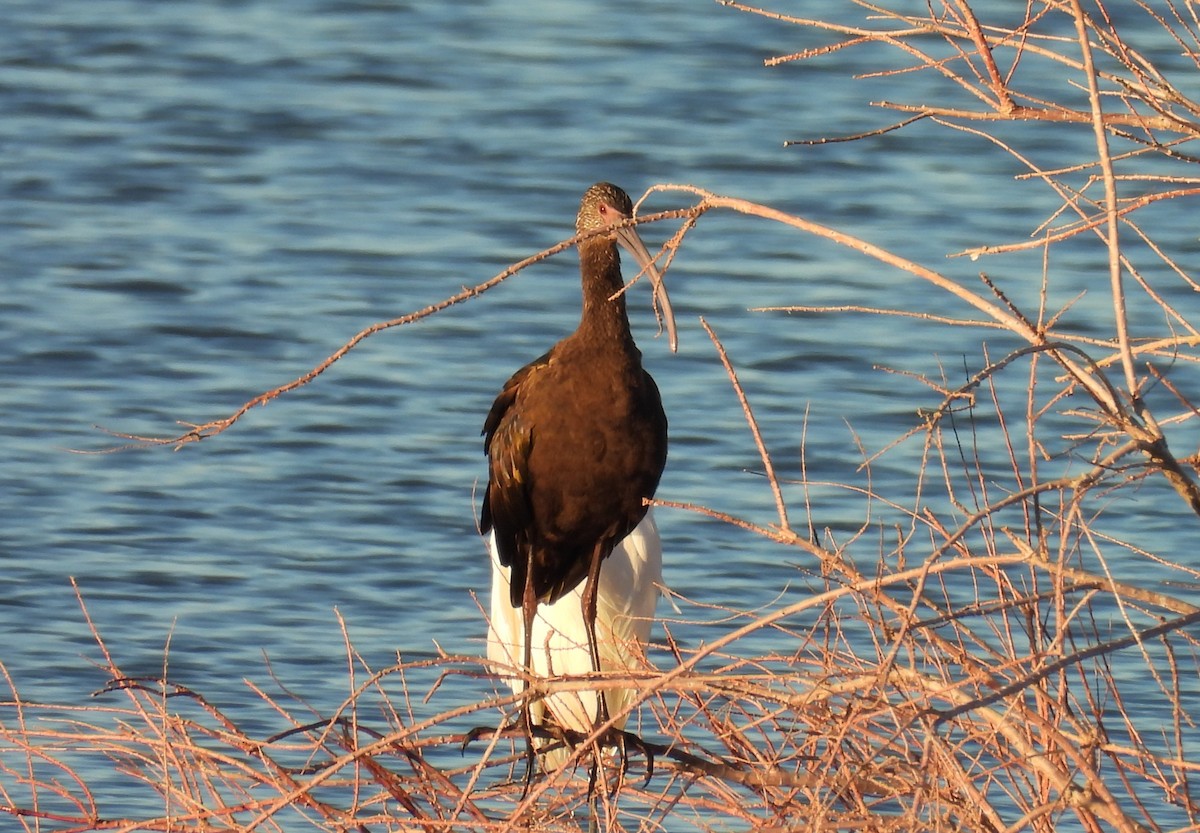 Morito Cariblanco - ML646821876