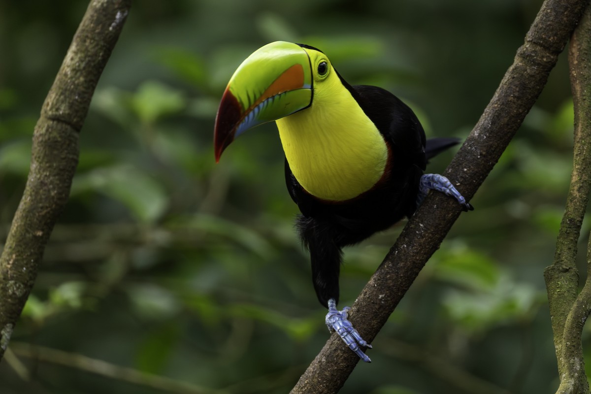 Тукан жовтогорлий - ML646821878