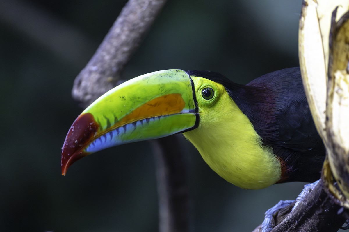 Тукан жовтогорлий - ML646821879