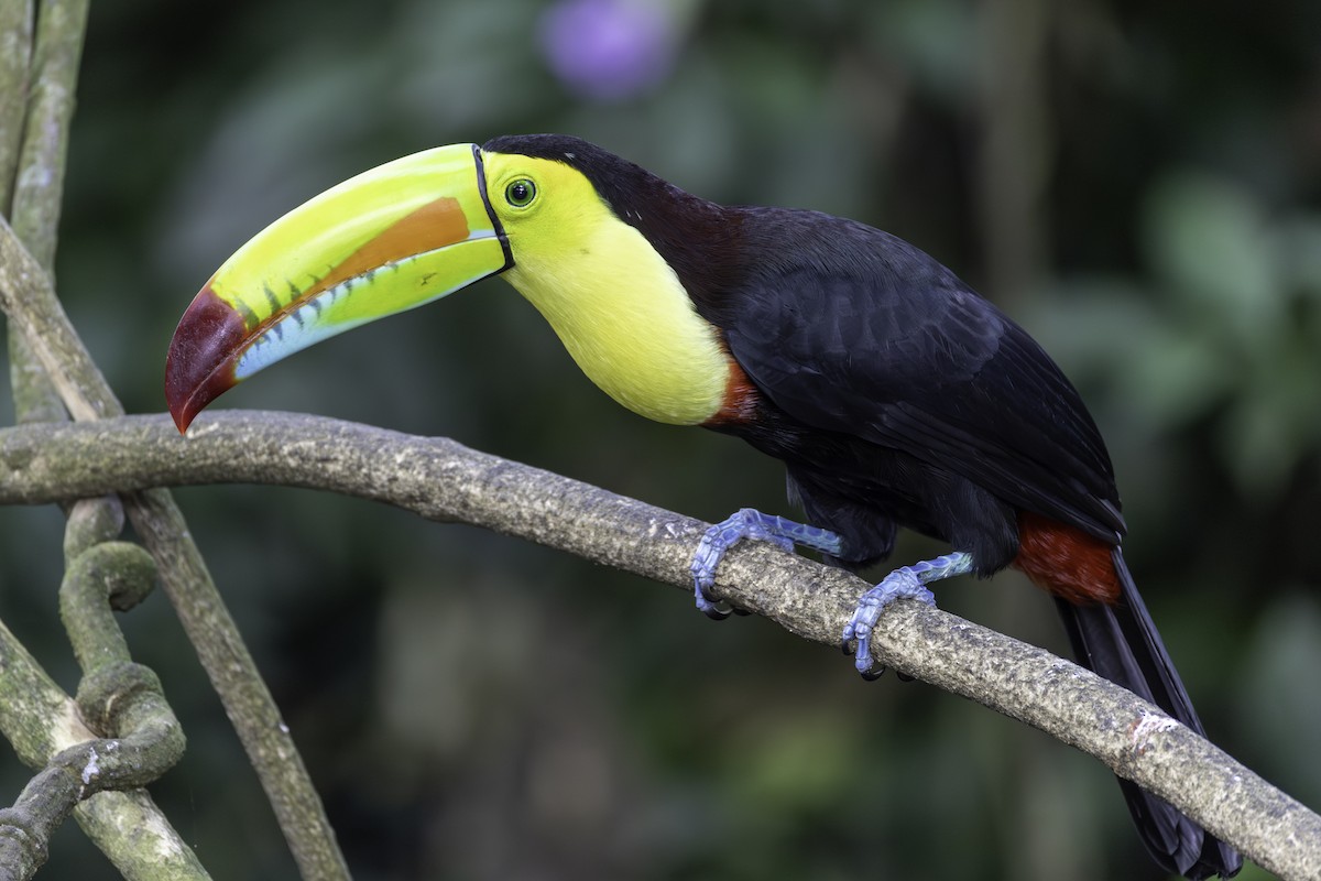 Тукан жовтогорлий - ML646821880