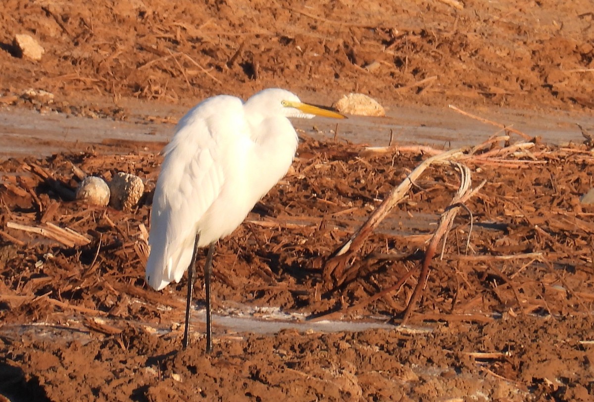 Büyük Ak Balıkçıl - ML646821881