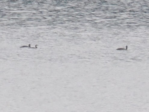 Pazifikoko aliota - ML646821882