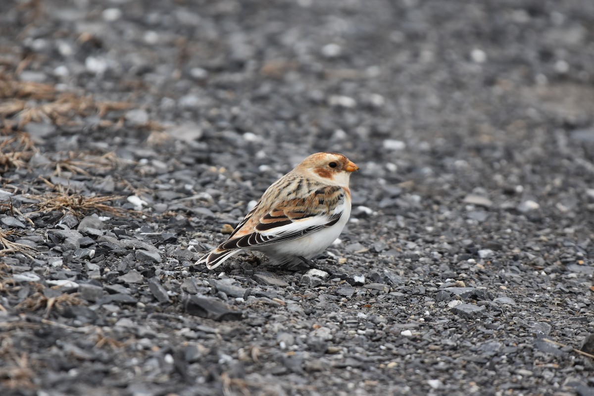 sněhule severní - ML646821883