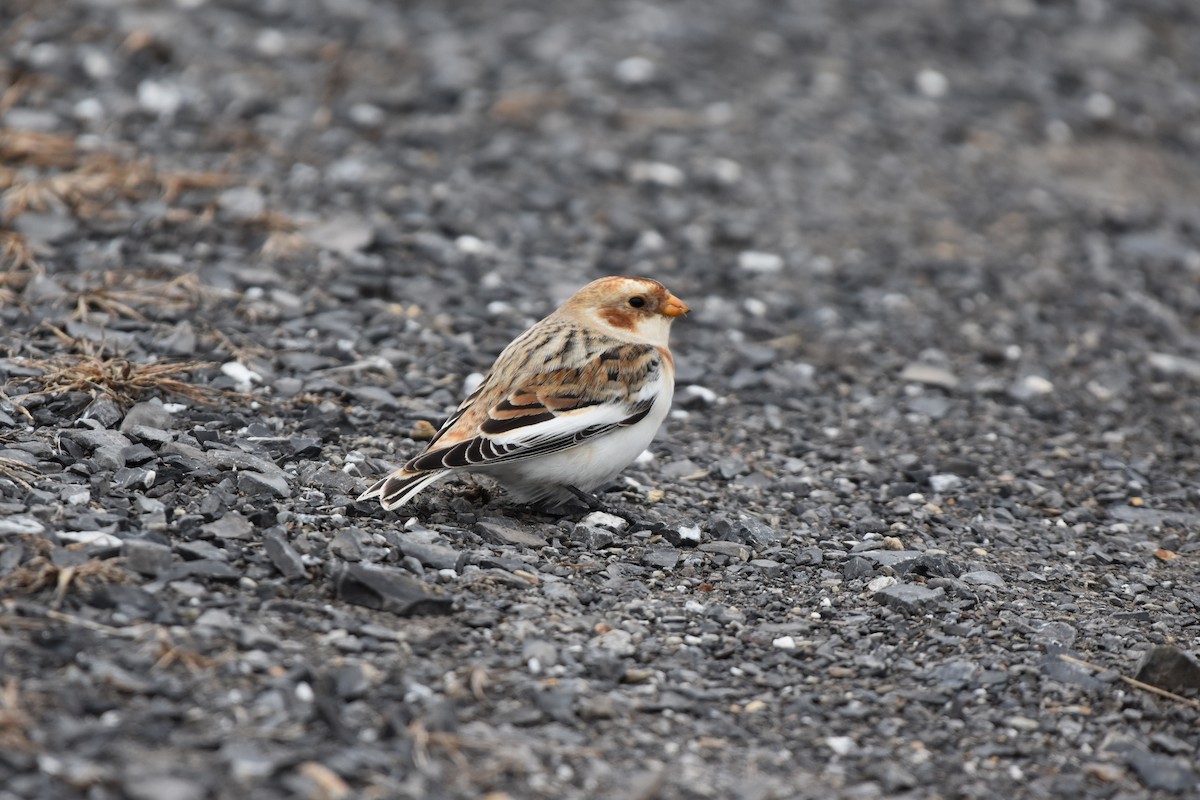 sněhule severní - ML646821884