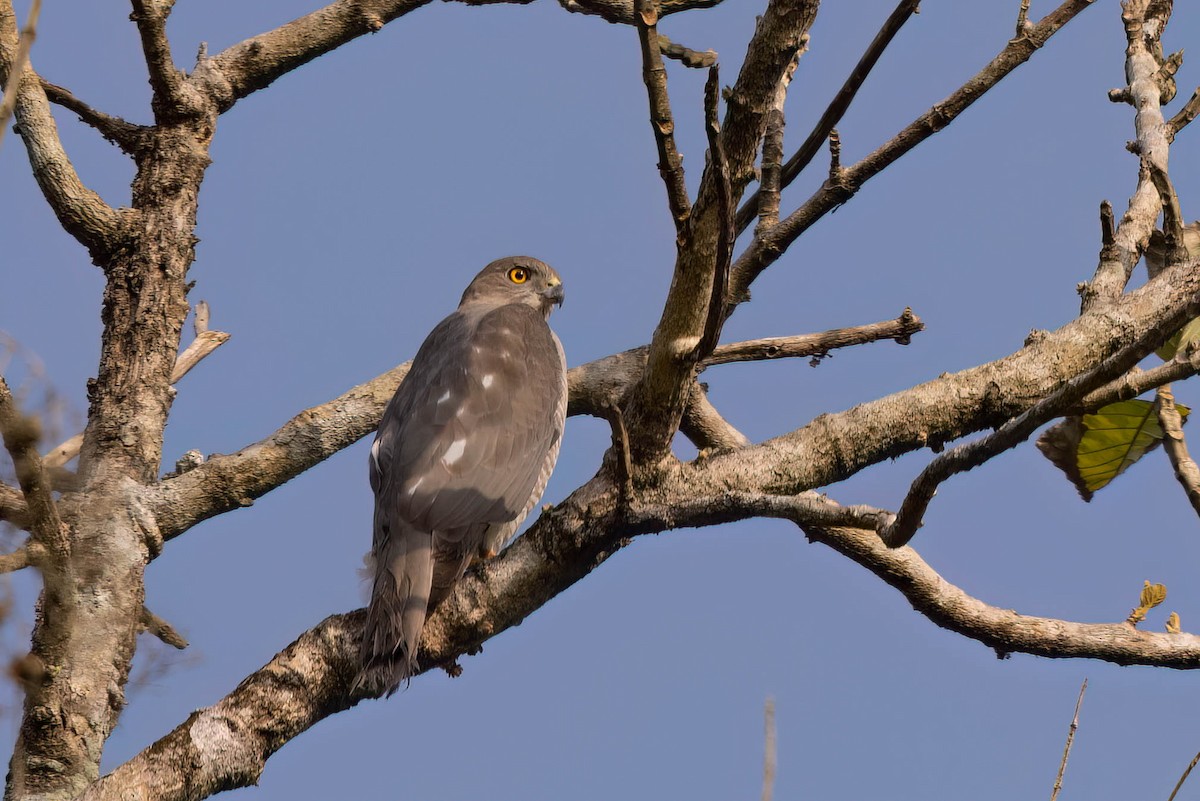 Тювик - ML646821888