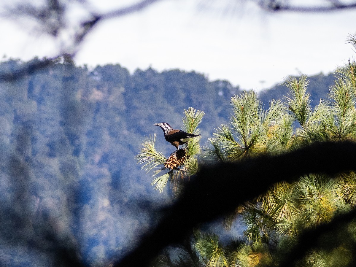 Cascanueces Sureño - ML646821889