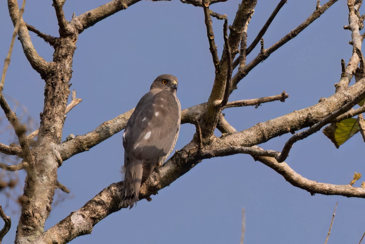 Тювик - ML646821890