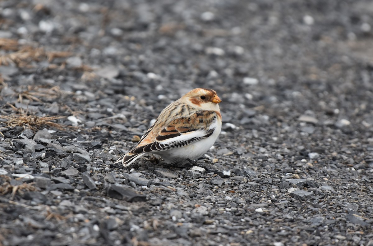 sněhule severní - ML646821894