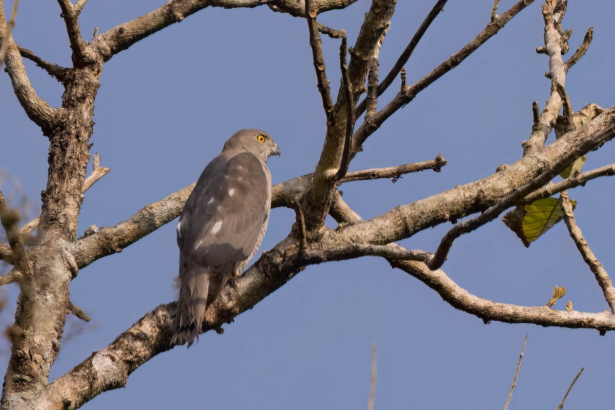 Тювик - ML646821895