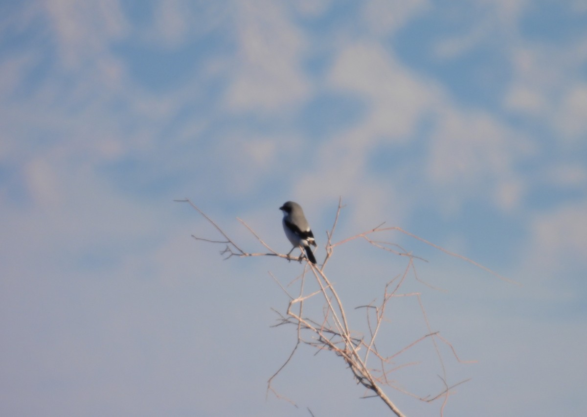 Loggerhead Shrike - ML646821896