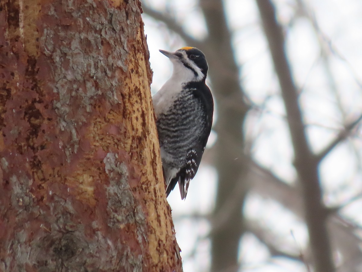 Black-backed Woodpecker - ML646821897