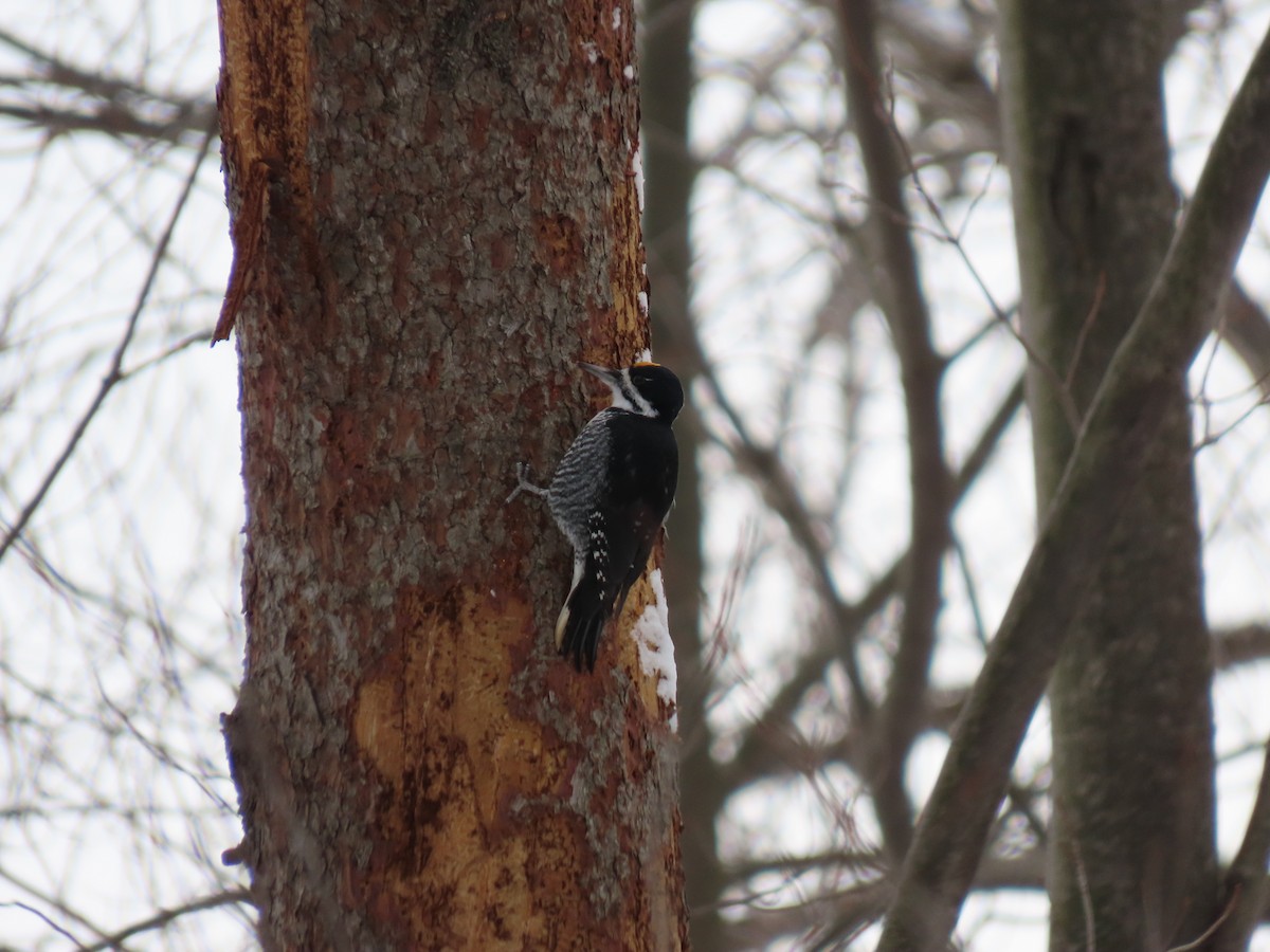 Black-backed Woodpecker - ML646821898