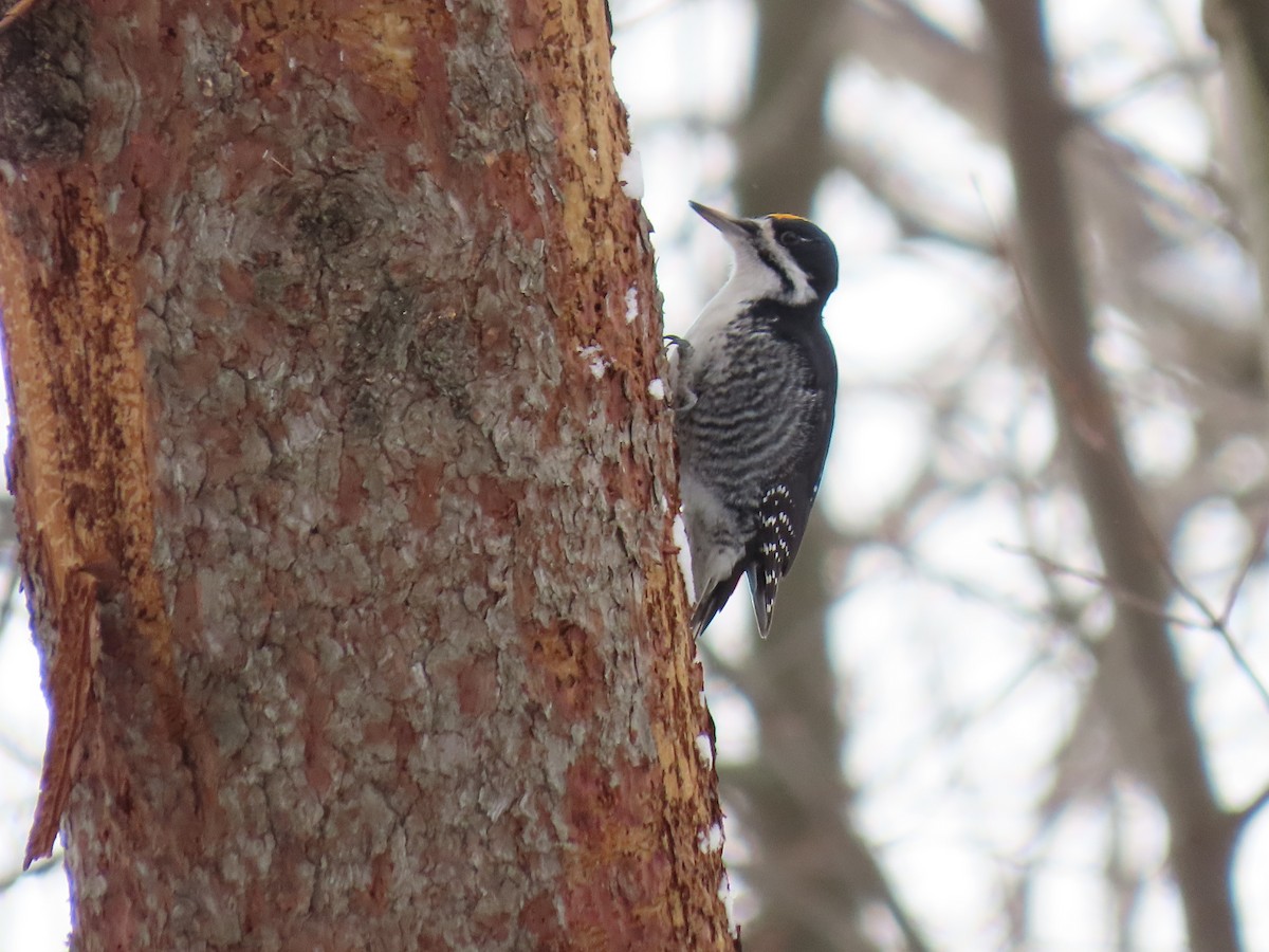 Black-backed Woodpecker - ML646821899