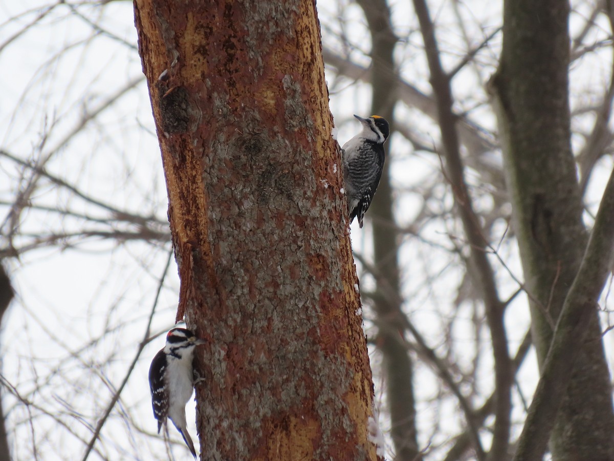 Black-backed Woodpecker - ML646821900