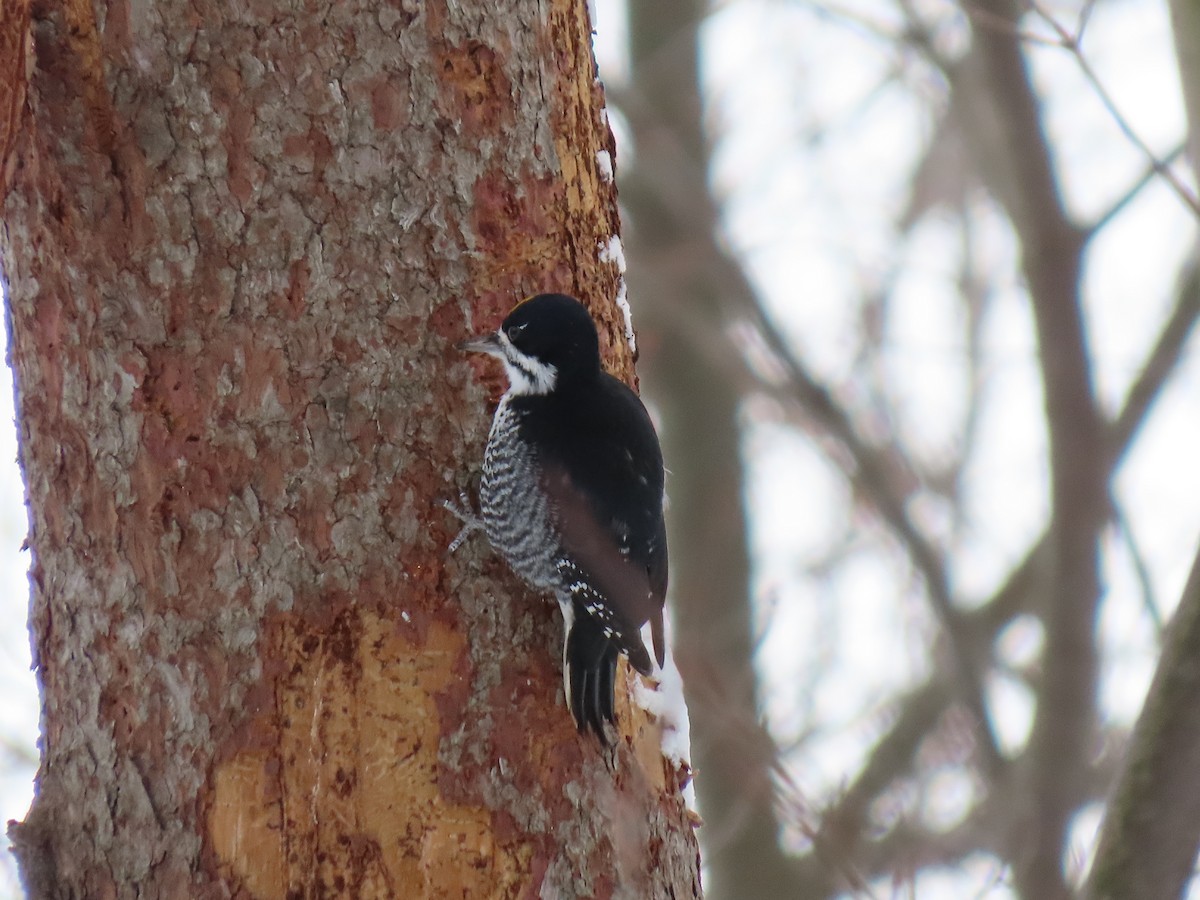Black-backed Woodpecker - ML646821901