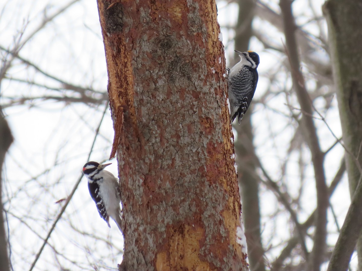 Black-backed Woodpecker - ML646821902