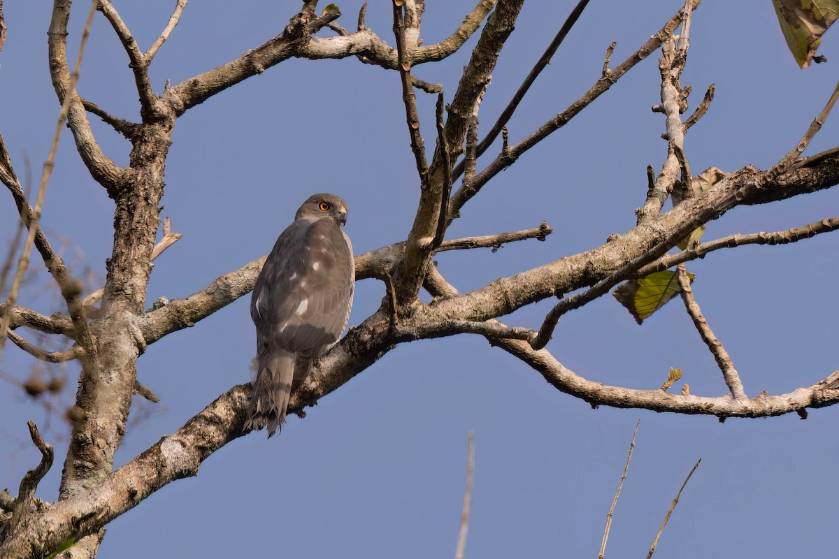 Тювик - ML646821903