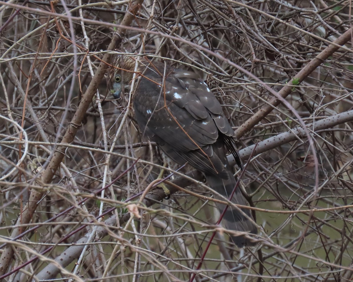 Rundschwanzhabicht - ML646821904