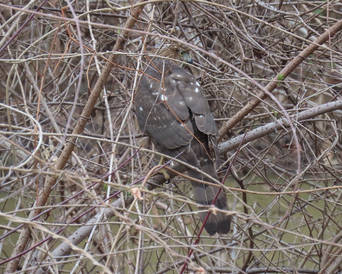 Rundschwanzhabicht - ML646821905