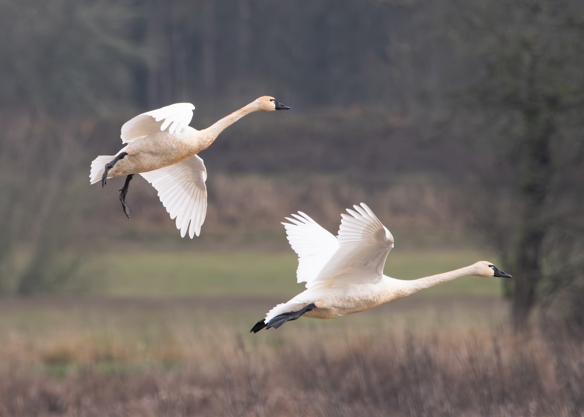 Американский лебедь - ML646821906