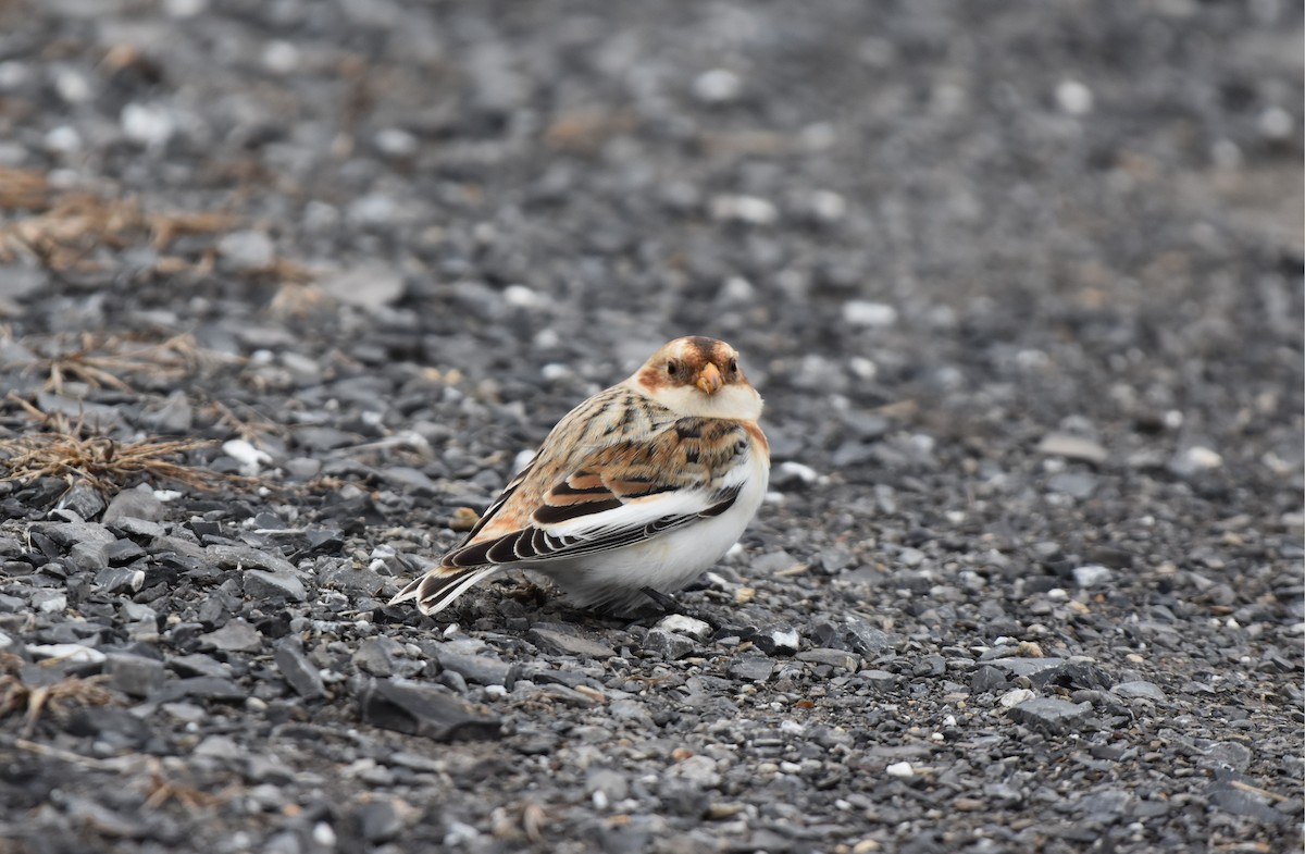 sněhule severní - ML646821908