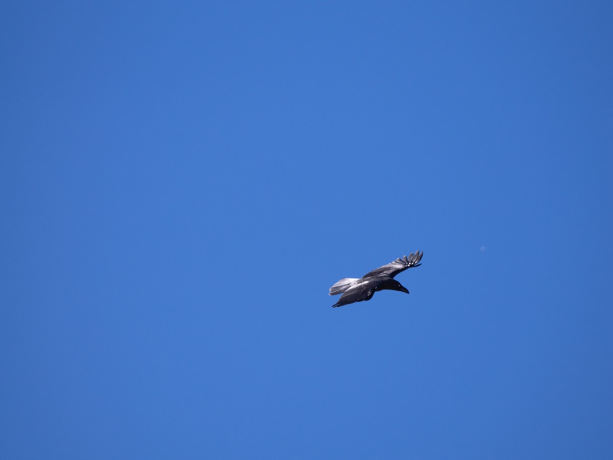 Large-billed Crow - ML646821909