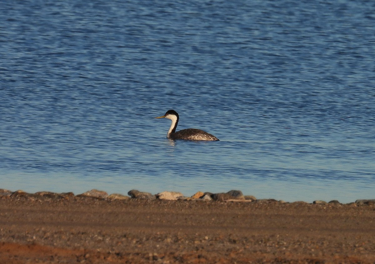 İnce Gagalı Batağan - ML646821910