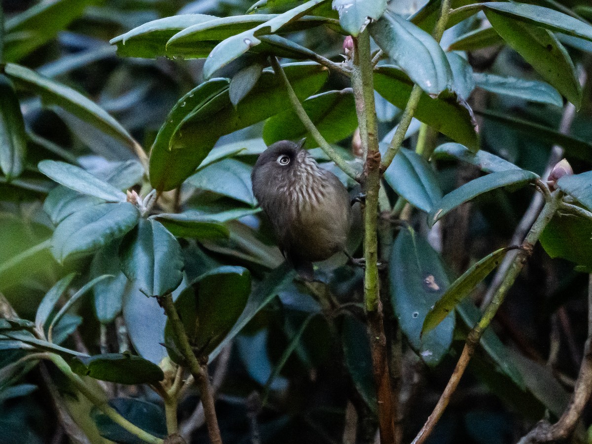 Taiwan Fulvetta - ML646821912