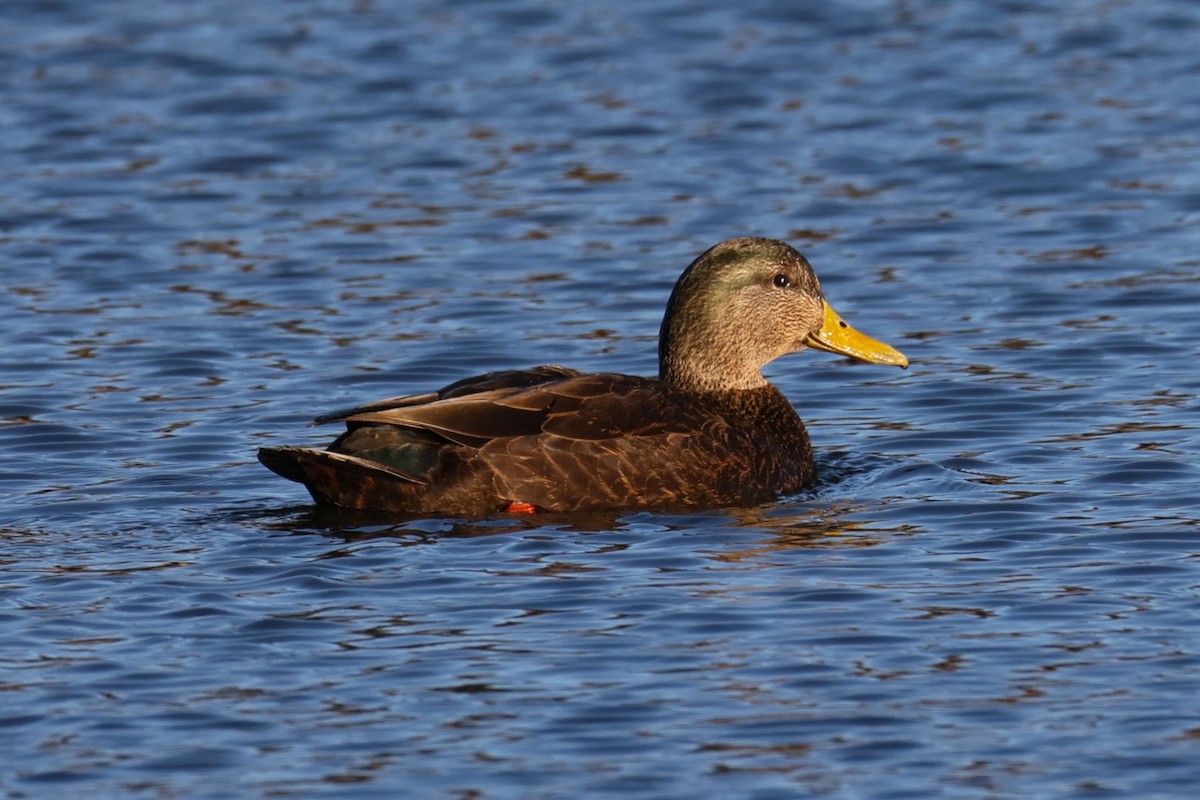 American Black Duck - ML646821915