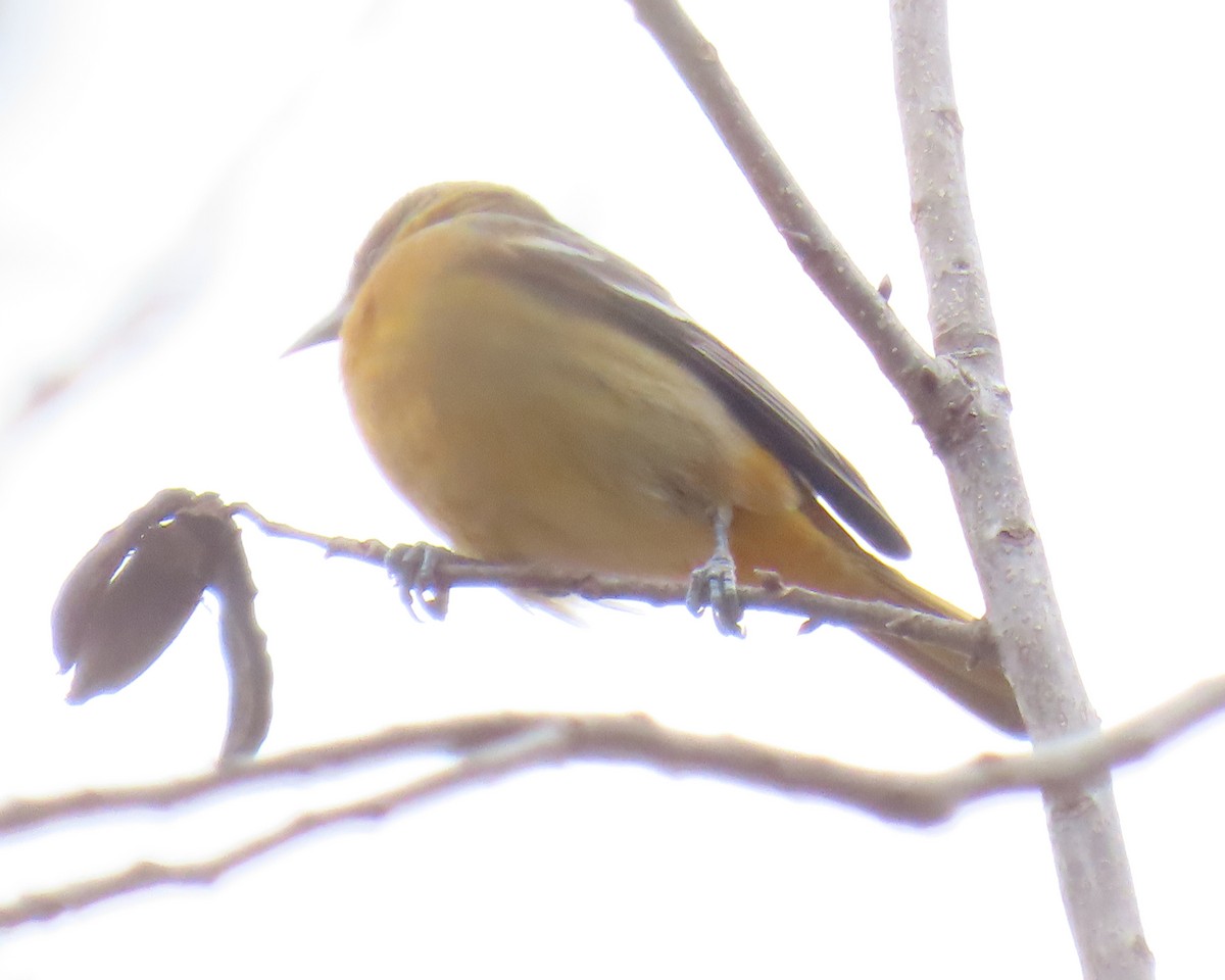 Baltimoretrupial - ML646821916