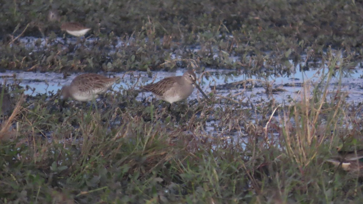 Long-billed Dowitcher - ML646821917